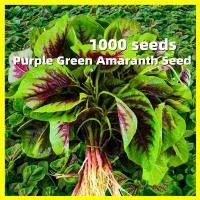 ราคา เมล็ดพันธุ์ ผักปลังแดง Purple Green Amaranth Seeds งอกง่าย 1000เมล็ด ซอง Rare Amaranth Plants Seeds Vegetable Seeds Red Malabar Spinach Seed เมล็ดบอนสีเทพๆ เมล็ดพันธุ์ผัก เมล็ดผัก ผักสวนครัว ต้นไม้มงค