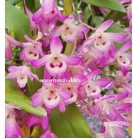 ราคา เหลืองจันทบูร ครั้งสั้น ติดไม้ มี 3 4 ลำ ออกดอก มีนาคม เมษายน กล้วยไม้หายาก กล้วยไม้ป่า พฤกษา14กล้วยไม้ป่า (15417271038)