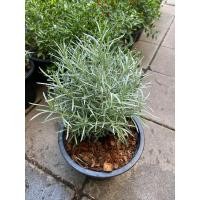 ราคา ต้นโรสแมรี่คลูลิ้ง โรสแมรี่ขาว กระถาง 8 นิ้ว (21400244269)