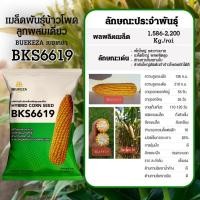 ราคา BKS6619 เมล็ดพันธุ์ข้าวโพดเลี้ยงสัตว์ลูกผสม BKS9916 (15754588393)