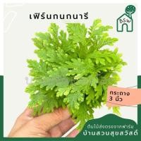 ราคา เฟิร์นกนกนารี พร้อมกระถาง 3 นิ้ว (21388633635)