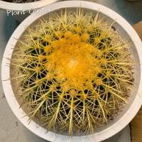 ราคา Plants Center พร้อมส่ง กระบองเพชร แคคตัส พืชอวบน้ำถังทอง ขนาด 20 22ซม Echinocactus grusonii หรือ เอคิโนแคคตัส กรูซอนอิอาย (4778664400)