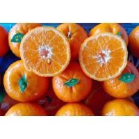 ราคา ส้มไต้หวัน 1kg หวาน หอม อร่อย ค่ะ (21054480106)