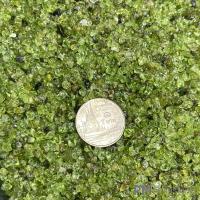ราคา PD01 เพอริดอท Peridot ขนาดเล็ก ขัดเงา ขนาด 1 3 มิล คริสตัล หินธรรมชาติ ควอตซ์ Quartz หินเกล็ด หินสี ของสะสม TB (19526483059)