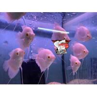 ราคา อาหารปลา ปลา แรดเผือกตาแดง ไซร้2 3นิ้ว หายาก เลี้ ยงง่ายโตเร็ว มีประกันคะ (21251570808)