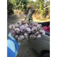 ราคา กระเทียมไทย กระเทียมม่วงมัดจุก 1 กก (21406889348)