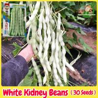 ราคา เมล็ดพันธุ์ ถั่วแขก สีขาว F1 ถั่วพุ่ม White Bush Bean Seeds บรรจุ 30 เมล็ด Kidney Beans Organic Vegetable Seeds for Planting เมล็ดพันธุ์ผัก เมล็ดพันธุ์แท้ OP ผักสวนครัว ผักออร์แกนิก พันธุ์ผัก เมล็ดผัก