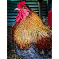 ราคา ไข่เชื้อ ไก่บราม่า สีบลูโกลด์สีแพง ภาพจากพ่อแม่พันธุ์ที่ฟาร์มจริงไม่ใช่ภาพก็อปมา ไก่ยักษ์ Brahma ประกันเชื้อและแตก 100 เก็บทุกวัน (21116983402)