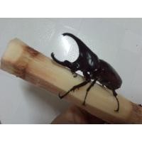 ราคา ด้วงกว่างชนอินโด ขนาด 26 62มม เขาเอียง (21401311660)