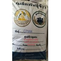 ราคา cp 888 ข้าวเหนียวนาปรัง อ่อนนุ่ม (21189577045)