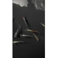 ราคา พวงกุญแจรูปปลาซิวข้าวสารญี่ปุ่นvermilion chrysanthemum long finจากญี่ปุ่น (21265316367)