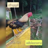 ราคา ไข่ไก่ชน ไข่เชื้อไก่ชน พม่าลำโตแข้งหนัก เจ้าบุญดี ขายเป็นชุด ชุดละ2ใบใบละ70 (21452177256)