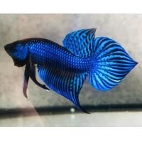 ราคา ปลากัดป่ๅมหาชัย เพศผู้ มีประกัน 1 ตัว แถมปลากัดป่าไซค์ขุน 1 ตัว คละเพศ คละสี คละสายพันธุ์ปลาป่า (21324180017)