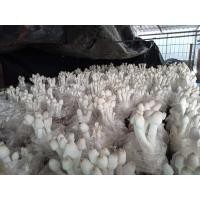 ราคา เห็ดโคนน้อย 7 บาท (20946653803)