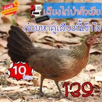 ราคา เสียงต่อไก่ป่าตัวเมีย ตัวเมียหาคู่เสียงนี้เข้าไว ความยาว 10 ชม เสียงดัง ได้ผล100 (21386487448)