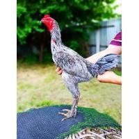 ราคา ไข่เชื้อพม่าเยียร์ 100 สายม้าล่อแข้งหน้าเป็นไก่มีเหลี่ยมๆลีลาดี (21431200857)