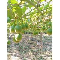 ราคา ผักอีนูน ผักสาบ สด กรอบ อร่อย ขายผล 2กก 340 บาท (21404888198)