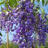 ราคา 35 เมล็ด ดอกคูณ คอกคูน ราชพฤกษ์ ดอกสีม่วง (21282698317)