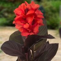 ราคา 20 เมล็ด ดอกไม้ ดอกพุทธรักษา สายพันธุ์แคระ ไม้ดอกทรงคุณค่าที่ช่วยให้มีแต่ความร่มเย็น Cannaceae Canna Seeds สายพันธุ์ Happy Julia (21321590137)