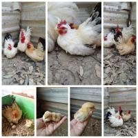 ราคา ไข่เชื้อ ไก่แจ้เตี้ย ไก่แจ้สวยงาม ไข่มีเชื้อ ไข่ไก่สำหรับนำไปฟัก โปรดอ่านรายละเอียดก่อนกดสั่งซื้อนะคะ (21397570928)