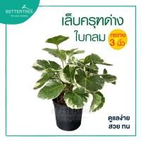 ราคา เล็บครุฑด่างใบกลม กระถาง 3 นิ้ว ไม้ฟอกอากาศ ไม้มงคล (21427756219)