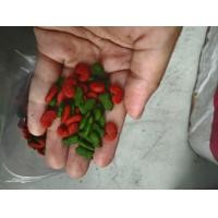 ราคา A Pro I Qอาหารเม็ดแมวโตแบ่งกิโลก เขียวแดง 3mix (21387924582)