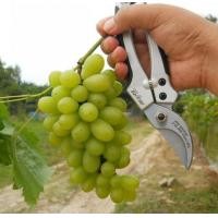 ราคา ต้นองุ่น ติดตา ตอป่า พันธุ์ รูทเพอเรท Loose Perlette ลำต้นสูง 80 ซม ขึ้นไป ผลสีเขียว ทรงกลมๆ สีเขียว ไร้เมล็ด หวาน กรอบ อร่อย กลิ่นหอม แบบต้นตอติดตาพร้อมปลูก จัดส่งพร้อมถุง 8 นิ้ว ต้นไม้แข็งแรงทุกต้น