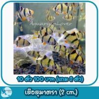 ราคา ปั้มลมสำหรับคนเลี้ยงปลา เพิ่มความสวยงามให้ตู้ปลา (21386941053)