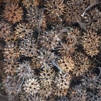 ราคา Sweet Balls Seed Pod ซื้อ 3 ชิ้น ฟรี 1 ชิ้น กุ้งแคระ กุ้งเรดบี กุ้งสุราเวสี กุ้งเครฟิช กุ้งสี และไม้น้ำ ตกแต่งตู้ปลา (18458234887)