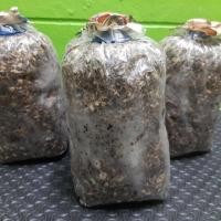 ราคา ก้อนเห็ดฟาง ดอกใหญ่หนาจ้าวอร่อย สนใจสอบถาม 0960493882 (20591988368)