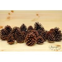 ราคา ลูกสน ธรรมชาติ ปลอดสาร คัดพิเศษ ตกแต่งต้นคริสต์มาส ลูกสนแห้ง ไซส์เล็ก กลาง ใหญ่ ลูกสนสวยๆ christmas คริสต์มาส พร๊อบถ่ายรูป ลูกสนฟัน (16583746324)