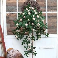 ราคา เถาวัลย์กุหลาบประดิษฐ์ของตกแต่งกล้วยไม้เถาวัลย์ดอกไม้พลาสติกดอกไม้ปลอมหวายสำหรับตกแต่งในร่มแขวนผนังดอกไม้แขวนพืชแขวนผนัง (15815071662)