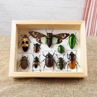 ราคา กรอบรูปแมลงสต๊าฟ กรอบรูปแมลงต่างๆ แมงป่อง แมงมุมสต๊าฟ กรอบรูปไม้ติดผนัง กรอบรูปผีเสื้อสต๊าฟ เพื่อการเรียนรู้ กรอบตกแต่งบ้าน (21016450598)