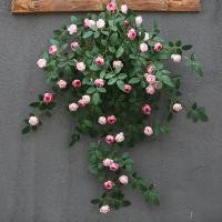 ราคา เถาวัลย์กุหลาบประดิษฐ์ของตกแต่งกล้วยไม้เถาวัลย์ดอกไม้พลาสติกดอกไม้ปลอมหวายสำหรับตกแต่งในร่มแขวนผนังดอกไม้แขวนพืชแขวนผนัง (15815071657)