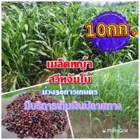 ราคา เมล็ดหญ้าสวีทจัมโบ้ 1 กิโลกรัม หญ้า สวีทจัมโบ้ พร้อมปลูก รับประกันการงอก หญ้าเลี้ยงสัตว์ หญ้า พันธ์ุหญ้า หญ้าเลี้ยงวัว (21386478826)