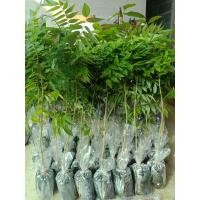 ราคา ต้นพยุงไหหลำ30 50เซน ชุด10ต้น480บาท (12608039957)