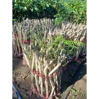 ราคา ต้นชะอม ผักขา ชะอม 1มัด มี 50 กิ่ง (20824992907)