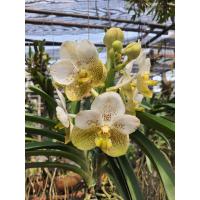 ราคา Vanda กล้วยไม้แวนด้า สีเหลือง ทูโทน ดอกใหญ่ สวยงาม ต้นสวยงาม ส่งสินค้า ต้นติดดอกแล้ว (12167711697)