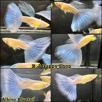 ราคา อัลบิโน่ บลูเทล แถม อาหารปลาหางนกยูง ไฮเกรด ทุกกล่อง (21366187811)