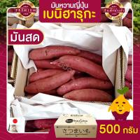 ราคา มันหวานญี่ปุ่น มันหวาน 500 กรัม มันหวานญี่ปุ่นแท้ beni haruka มันหวานญี่ปุ่นเบนฮารุกะ มันหวานญี่ปุ่นนำเข้า มันญี่ปุ่น มันญี่ปุ่นแท้ มันญี่ปุ่นเบนิฮารุกะ มันญี่ปุ่นหวาน เบนิฮารุกะ เบนฮารุกะญี่ปุ่นแท้ (