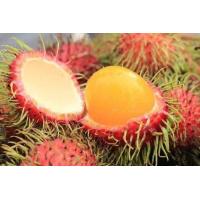 ราคา ต้นเงาะสีทอง รสชาติหวานหอม ต้นพันธุ์ติดตาสูง 70 100 ซม รับประกันพันธุ์แท้ 100 (16579372328)