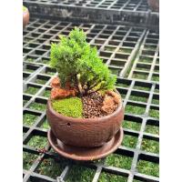 ราคา สวนถาด ขนาดกระถาง 5 นิ้ว ดินเผาน้ำตาลเคลือบมัน พร้อมจานรอง ไม้มงคล บอนไซแคระ สน แก้วแคระ (21380442135)