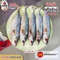 ราคา ปลาทูมัน4 5 6ตัวโล ปลาทูมัน ปลาทูน้ำ ปลาทูเค็มน้อย ขนาด1กก (8819154211)