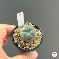 ราคา โลโฟโฟรา วิลเลี่ยมซิอาย Lophophora williamsii กระบองเพชร แคคตัส Cactus cactus succulentหลากหลายสายพันธุ์ (4663072481)