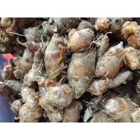 ราคา ว่านเปราะหอม 1 กก เปราะหอม ว่านแผ่นดินเย็น สมุนไพรชั้นดี สรรพคุณมากมาย (21271885220)