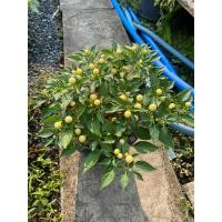 ราคา ต้นพริกตุ้มจิ๋ว ติดเม็ดพริก มี 2 ขนาดให้เลือก กระถาง 5 8 นิ้ว (21440125927)