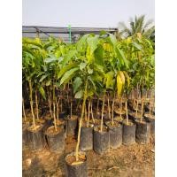 ราคา ต้นมะม่วงน้ำดอกไม้สีม่วงเสียบยอด (18792512735)