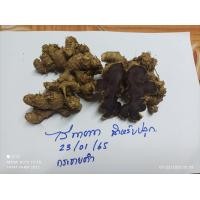 ราคา ล้างสะอาด กระชายดำสด ขุดใหม่ทุกวัน ปลูกได้ ทานดี 1กก 100 บาท (17164293720)