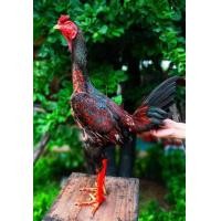 ราคา ไข่เชื้อพม่าเยียร์ 100 สายม้าล่อแข้งหน้าเป็นไก่มีเหลี่ยมๆลีลาดี (21431209917)