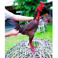 ราคา ไข่เชื้อพม่าเยียร์ 100 สายม้าล่อแข้งหน้าเป็นไก่มีเหลี่ยมๆลีลาดี (21431226507)